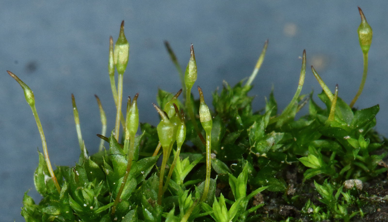 Tortula truncata